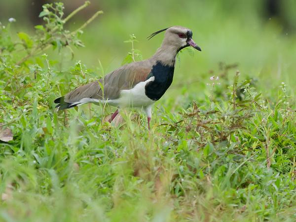 <h3><a href="/trips/costa-rica/biota/animalia/chordata/aves/024 charadriiformes/009 charadriidae/vanellus chilensis/vanellus chilensis-nl.html">Vanellus&nbsp;chilensis</a> / Southern&nbsp;lapwing / Chileense&nbsp;kievit</h3>OM-1 Mark II met OLYMPUS M.150-400mm F4.5 TC, 1/2000 sec  bij F5.6, ISO 2000, afstand 32.6&nbsp;m